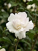 HIBISCUS SYRIACUS JEANNE DARC