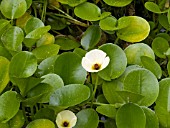 HYDROCLEYS NYMPHOIDES