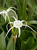 HYMENOCALLIS OCCIDENTALIS