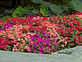 IMPATIENS WALLERIANA MIX