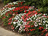 IMPATIENS WALLERIANA MIXED BORDER