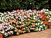 IMPATIENS WALLERIANA MIXED BORDER