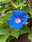 IPOMOEA TRICOLOR