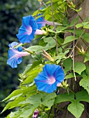 IPOMOEA TRICOLOR