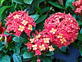 IXORA COCCINEA