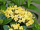 IXORA COCCINEA YELLOW