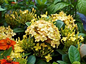 IXORA COCCINEA YELLOW