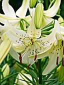 LILIUM TIGRINUM WHITE