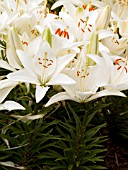 LILIUM TINY SNOWFLAKE