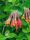 LONICERA SEMPERVIRENS