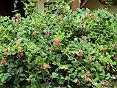 LONICERA SEMPERVIRENS