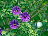 LYCIANTHES RANTONETTII