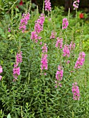 LYTHRUM SALICARIA GYPSY BLOOD