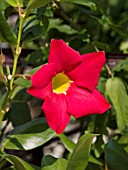 MANDEVILLA SCARLET PIMPERNEL