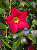 MANDEVILLA SCARLET PIMPERNEL