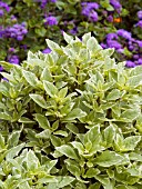 OCIMUM PESTO PERPETUO