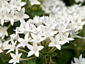 PENTAS LANCEOLATA WHITE