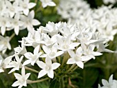 PENTAS LANCEOLATA WHITE