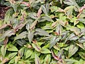 PERSICARIA CHOCOLATE DRAGON