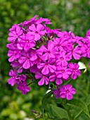 PHLOX PANICULATA ROBERT POORE