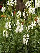 PHYSOSTEGIA VIRGINIANA ALBA