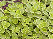 PLECTRANTHUS CERVEZA N LIME