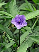 RUELLIA BRITTONIANA