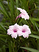 RUELLIA BRITTONIANA PINK