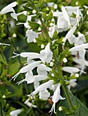 SALVIA COCCINEA SALLYNIA WHITE