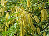 SESBANIA PUNICEA