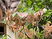 WEBWORMS ON REDBUD