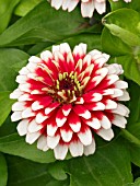 ZINNIA SWIZZLE CHERRY AND IVORY