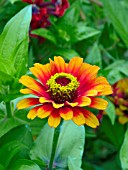 ZINNIA SWIZZLE SCARLET AND YELLOW