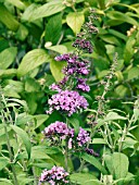 BUDDLEIA DAVIDII PEACOCK