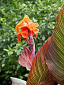 CANNA TROPICANNA