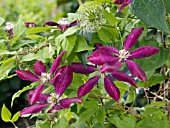 CLEMATIS ROUGE CARDINAL