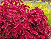 COLEUS WIZARD VELVET RED