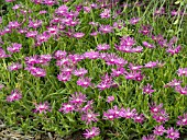 DELOSPERMA COOPERI