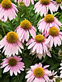 ECHINACEA PURPUREA KIMS KNEE HIGH, (PURPLE CONEFLOWER KIMS KNEE HIGH)