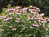 ECHINACEA KIMS MOP HEAD