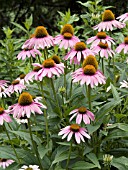 ECHINACEA KIMS MOP HEAD