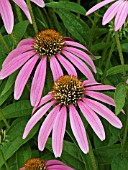 ECHINACEA PURPUREA