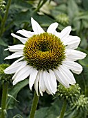 ECHINACEA PURPUREA FRAGRANT ANGEL