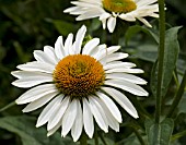 ECHINACEA PURPUREA FRAGRANT ANGEL