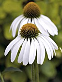 ECHINACEA PURPUREA WHITE SWAN