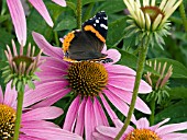 ECHINACEA PURPUREA WITH BUTTERFLY