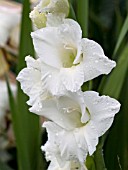 GLADIOLUS WHITE