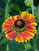 HELENIUM MARDI GRAS