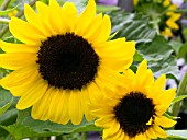 HELIANTHUS ANNUS, (SUNFLOWER)