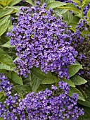 HELIOTROPIUM ARBORESCENS BLUE WONDER